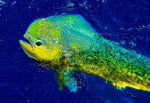 Where to Go Fishing in Maui: An Insider’s Guide to the Island’s Best Angling Spots Where to go fishing in Maui