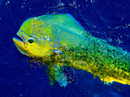 Where to go fishing in Maui