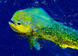 Where to Go Fishing in Maui: An Insider’s Guide to the Island’s Best Angling Spots Where to go fishing in Maui