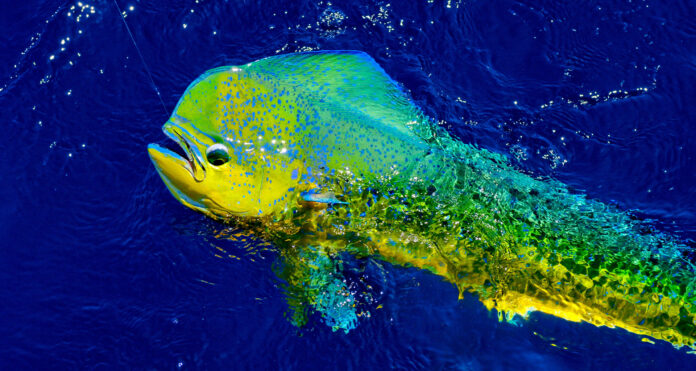 Where to go fishing in Maui